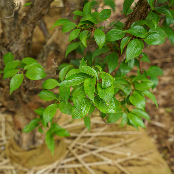 Kintoki Japanese Cornel Dogwood