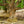 Load image into Gallery viewer, Kintoki Japanese Cornel Dogwood