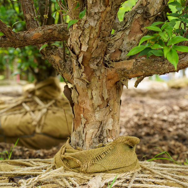 Kintoki Japanese Cornel Dogwood