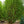 Load image into Gallery viewer, Kintoki Japanese Cornel Dogwood