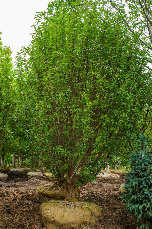 Kintoki Japanese Cornel Dogwood