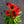 Load image into Gallery viewer, Kismet Red Coneflower