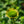 Load image into Gallery viewer, Kismet Yellow Coneflower