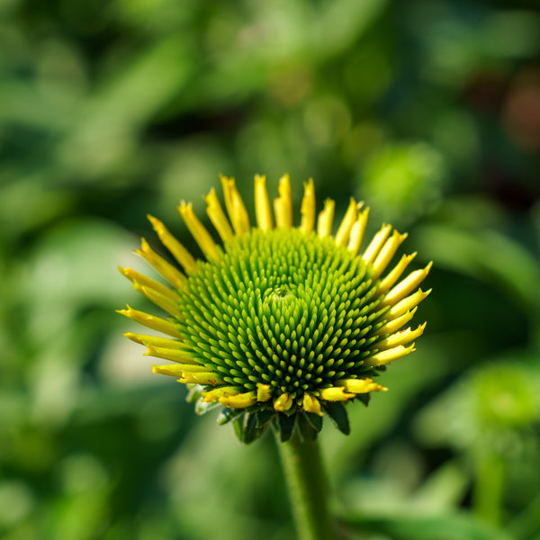 Kismet Yellow Coneflower