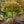 Load image into Gallery viewer, Kiyohime Japanese Maple