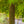Load image into Gallery viewer, Kiyohime Japanese Maple