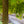 Load image into Gallery viewer, Kiyohime Japanese Maple