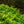 Load image into Gallery viewer, Kiyohime Japanese Maple