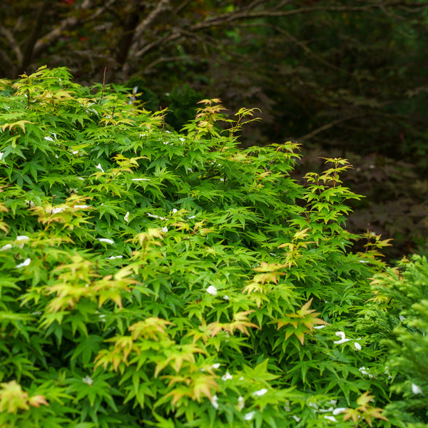Kiyohime Japanese Maple