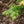 Load image into Gallery viewer, Kiyohime Japanese Maple
