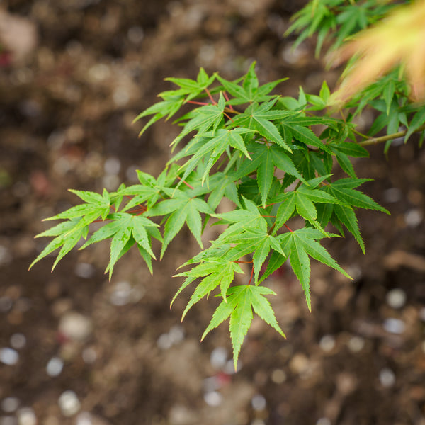 Kiyohime Japanese Maple