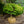 Load image into Gallery viewer, Kiyohime Japanese Maple