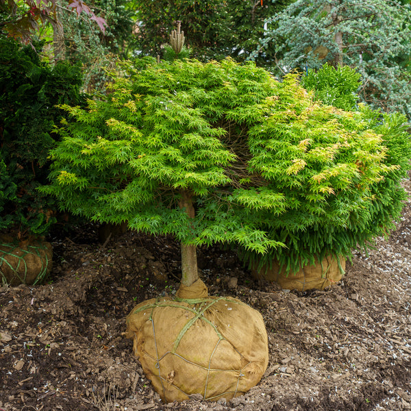 Kiyohime Japanese Maple