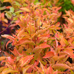 Kodiak Orange Bush Honeysuckle