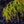 Load image into Gallery viewer, Koto-No-Ito Japanese Maple - Japanese Maple - Japanese Maples