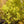 Load image into Gallery viewer, Koto-No-Ito Japanese Maple - Japanese Maple - Japanese Maples