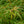 Load image into Gallery viewer, Koto-No-Ito Japanese Maple