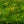 Load image into Gallery viewer, Koto-No-Ito Japanese Maple