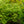 Load image into Gallery viewer, Koto-No-Ito Japanese Maple