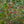 Load image into Gallery viewer, Kousa Dogwood - Dogwood Tree - Flowering Trees
