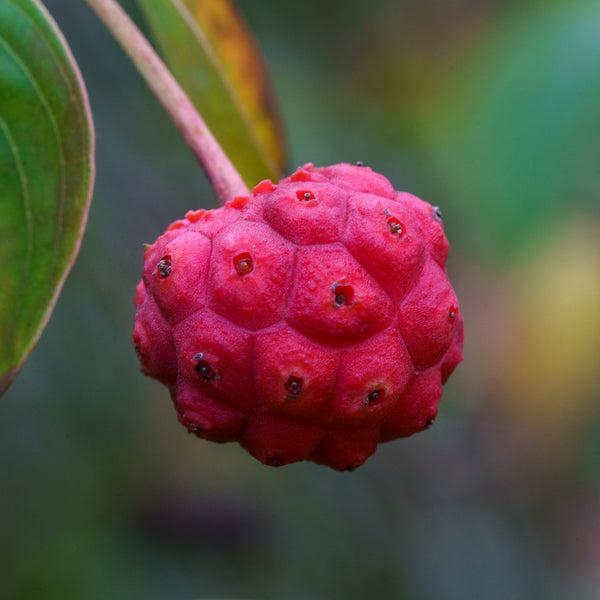 Kousa Dogwood