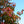 Load image into Gallery viewer, Kousa Dogwood