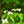 Load image into Gallery viewer, Kousa Dogwood