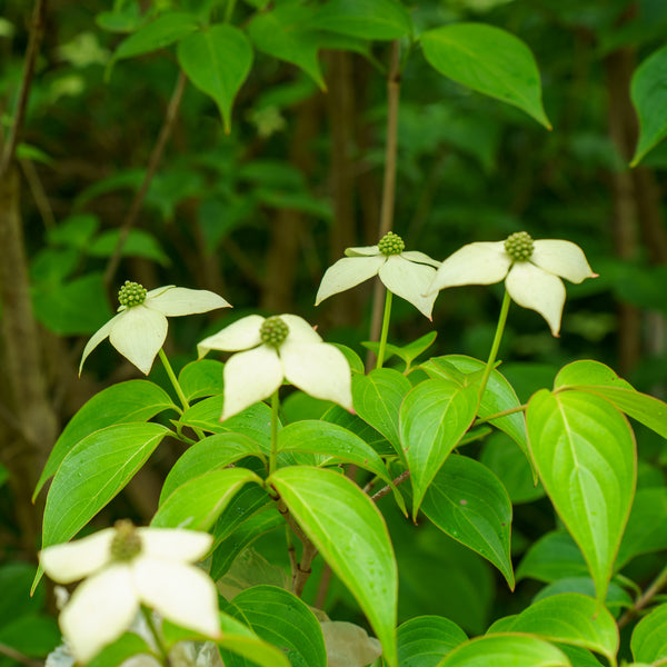 Kousa Dogwood
