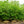 Load image into Gallery viewer, Kousa Dogwood