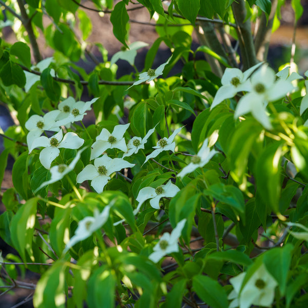 Kousa Dogwood