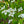 Load image into Gallery viewer, Kousa Dogwood - Dogwood Tree - Flowering Trees