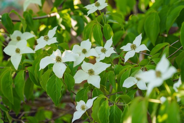 Kousa Dogwood
