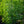 Load image into Gallery viewer, Kousa Dogwood - Dogwood Tree - Flowering Trees