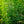Load image into Gallery viewer, Kousa Dogwood - Dogwood Tree - Flowering Trees