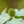 Load image into Gallery viewer, Kousa Dogwood - Dogwood Tree - Flowering Trees