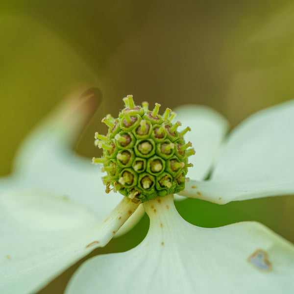 Kousa Dogwood
