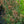 Load image into Gallery viewer, Kudos Mandarin Hyssop