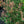 Load image into Gallery viewer, Kudos Mandarin Hyssop