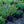 Load image into Gallery viewer, Kudos Red Hyssop