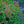 Load image into Gallery viewer, Kudos Red Hyssop