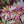 Load image into Gallery viewer, Kuro Hime Japanese Maple - Japanese Maple - Japanese Maples