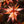 Load image into Gallery viewer, Kuro Hime Japanese Maple - Japanese Maple - Japanese Maples