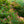 Load image into Gallery viewer, Kuro Hime Japanese Maple