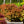 Load image into Gallery viewer, Kuro Hime Japanese Maple - Japanese Maple - Japanese Maples