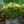 Load image into Gallery viewer, Kuro Hime Japanese Maple