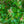 Load image into Gallery viewer, Kuro Hime Japanese Maple