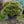 Load image into Gallery viewer, Kuro Hime Japanese Maple