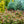 Load image into Gallery viewer, Kuro Hime Japanese Maple