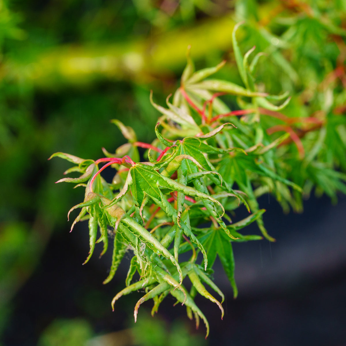 KuruiJishiJapaneseMaple_1200x1