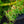 Load image into Gallery viewer, Kurui Jishi Japanese Maple - Japanese Maple - Japanese Maples
